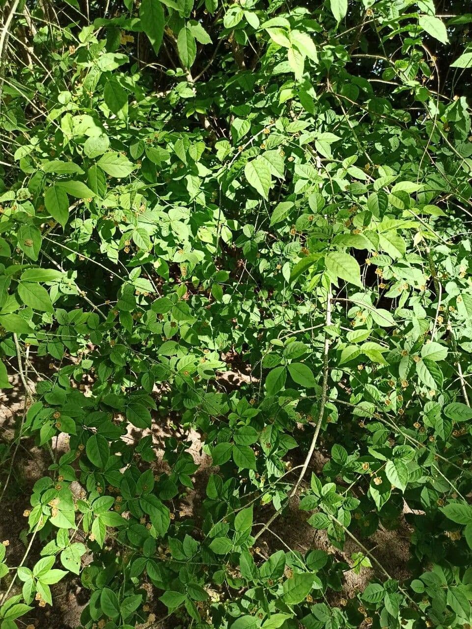 Euonymus 12