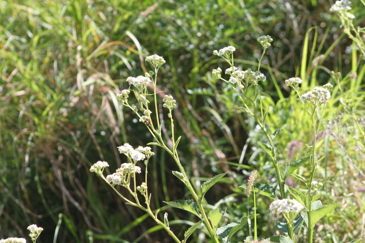 Verbesina microptera 8