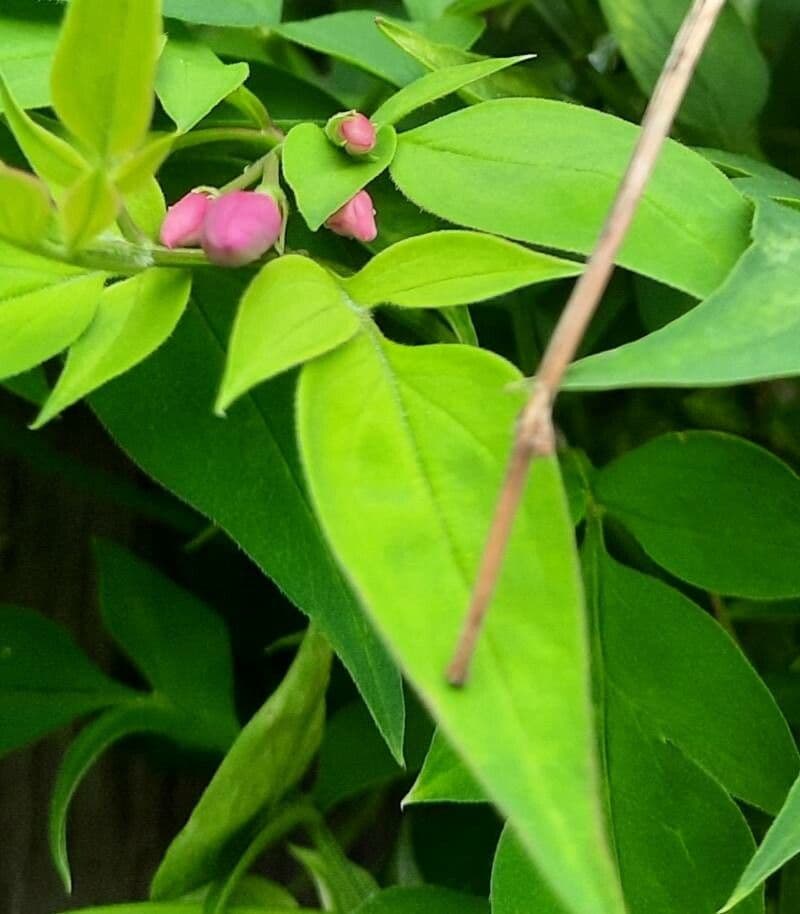 Red jasmine 13