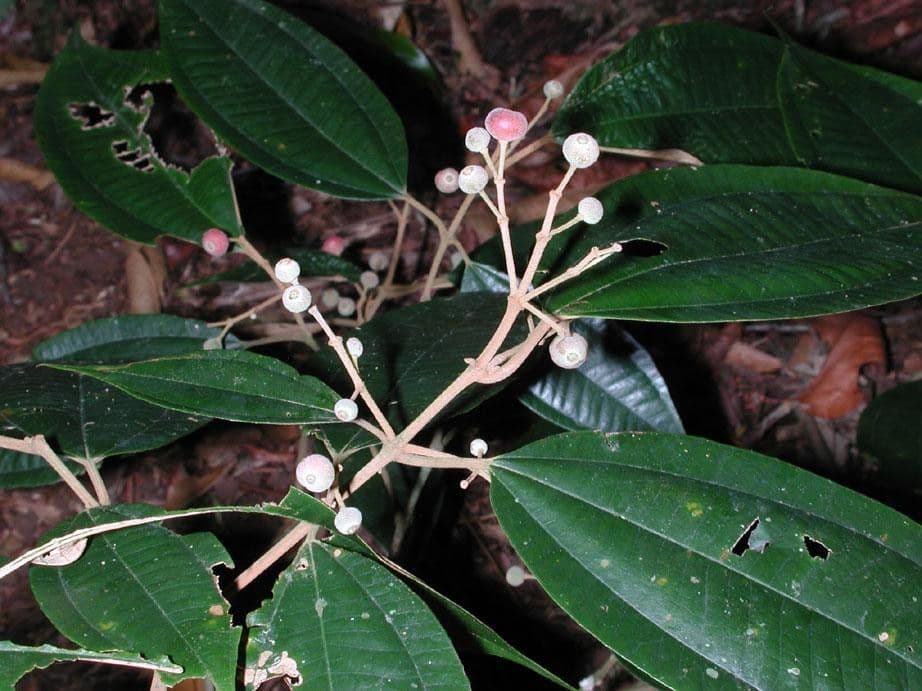 Miconia 13