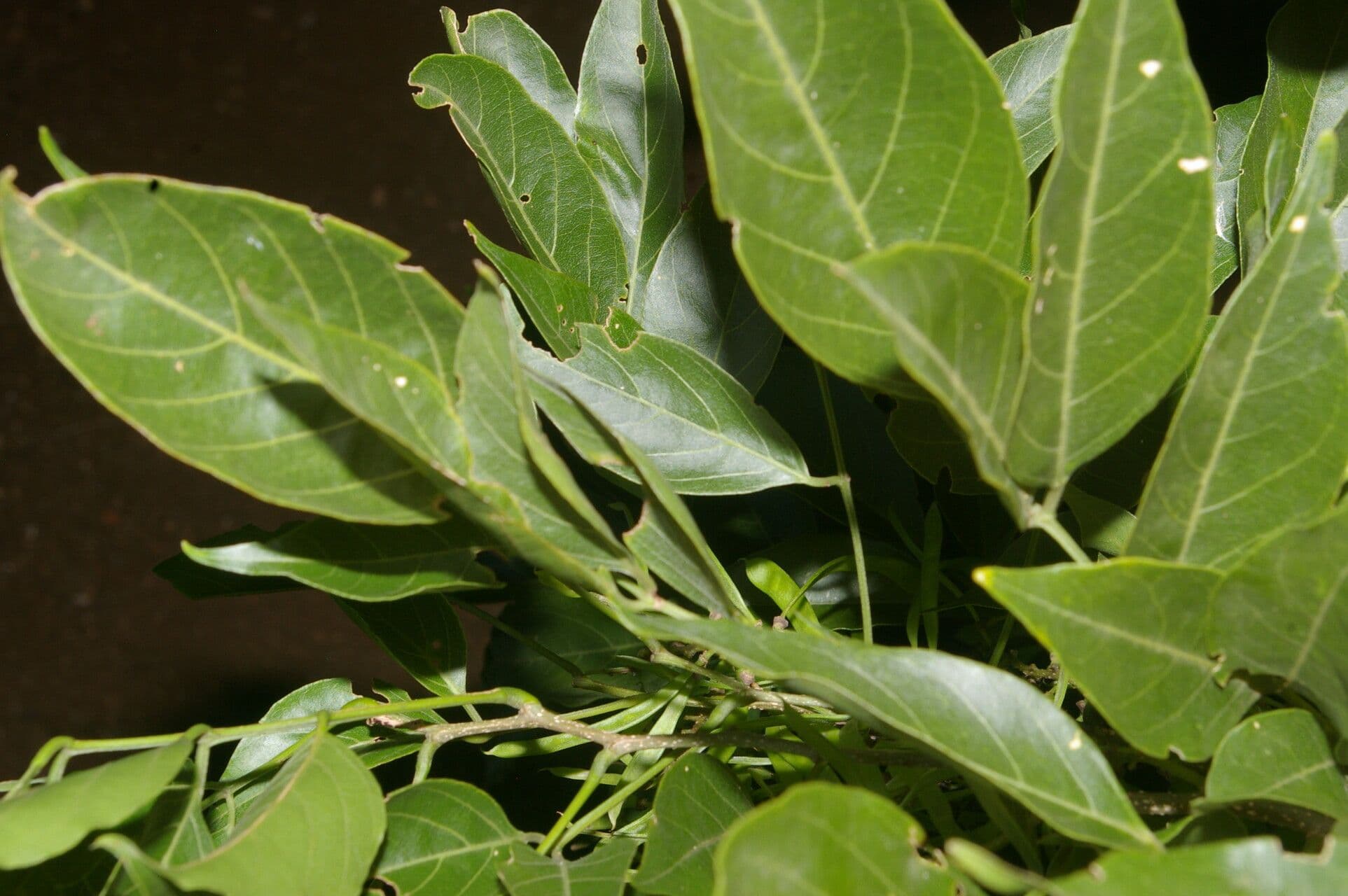 Lonchocarpus 2