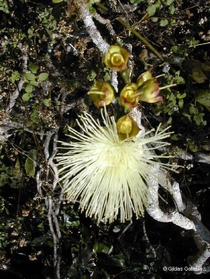 Barringtonia 7
