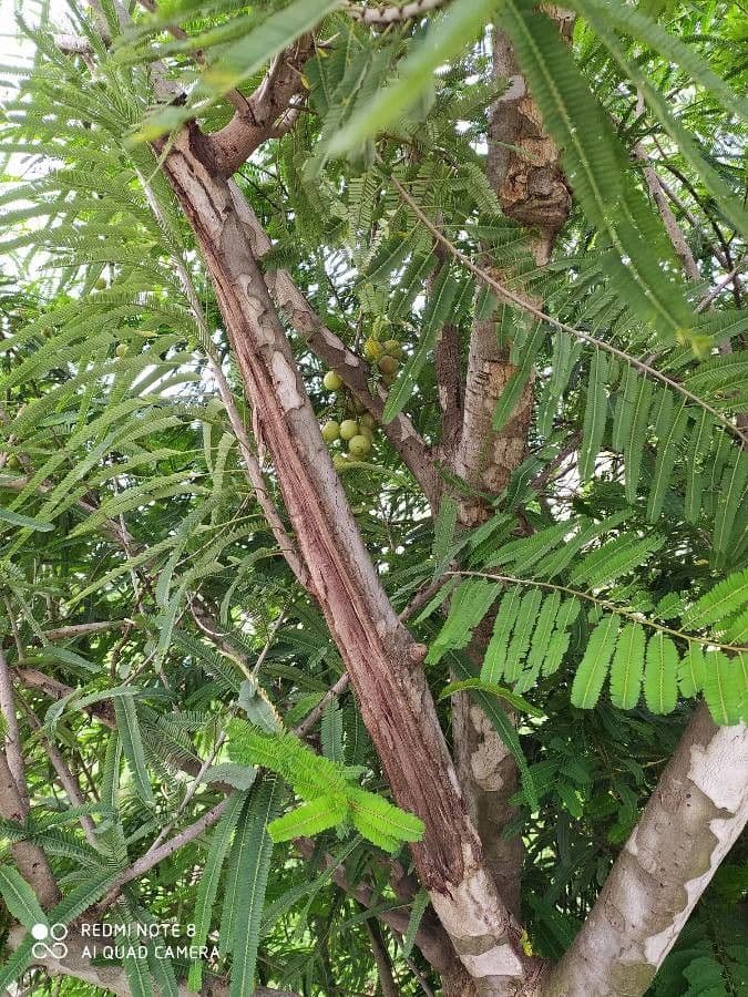 Amla 4