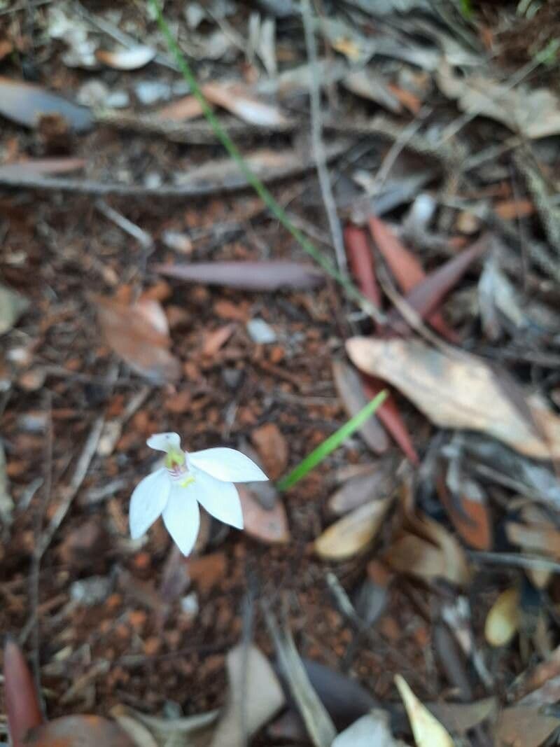 Caladenia 4