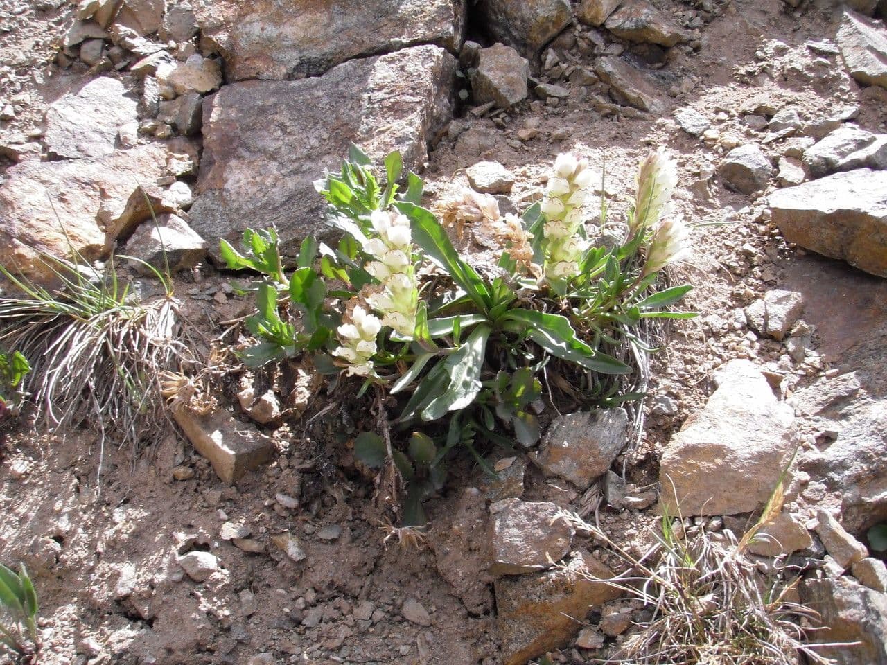 Chionophila 2