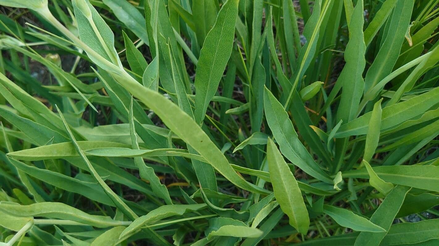 Bupleurum angulosum 16