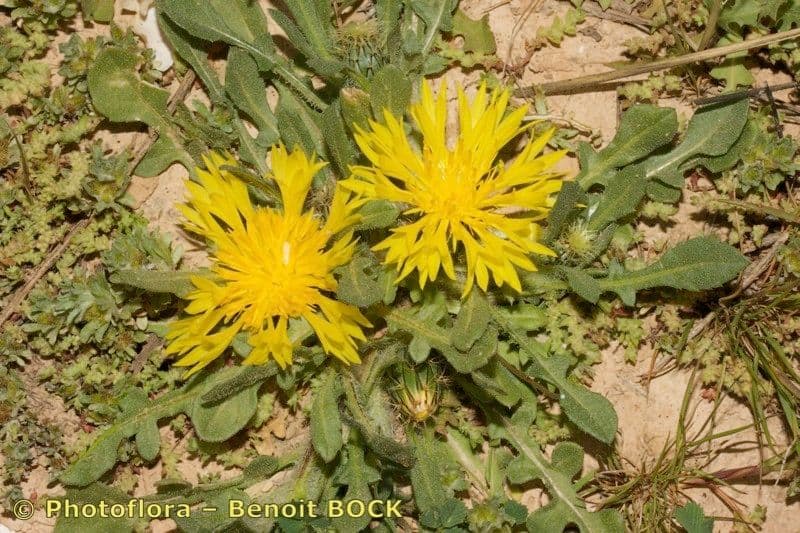Centaurea 5