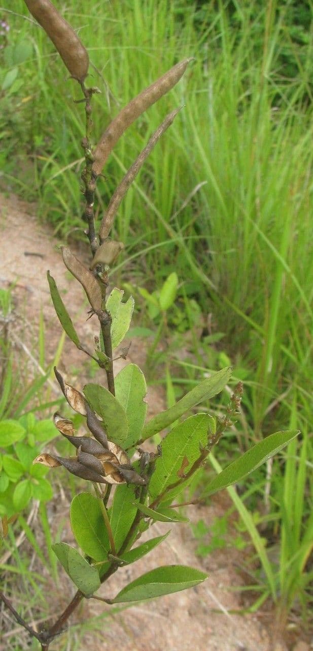 Galactia