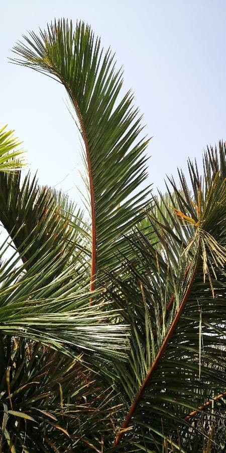 Palmier raffia 7
