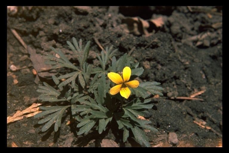 Viola di Shelton 8
