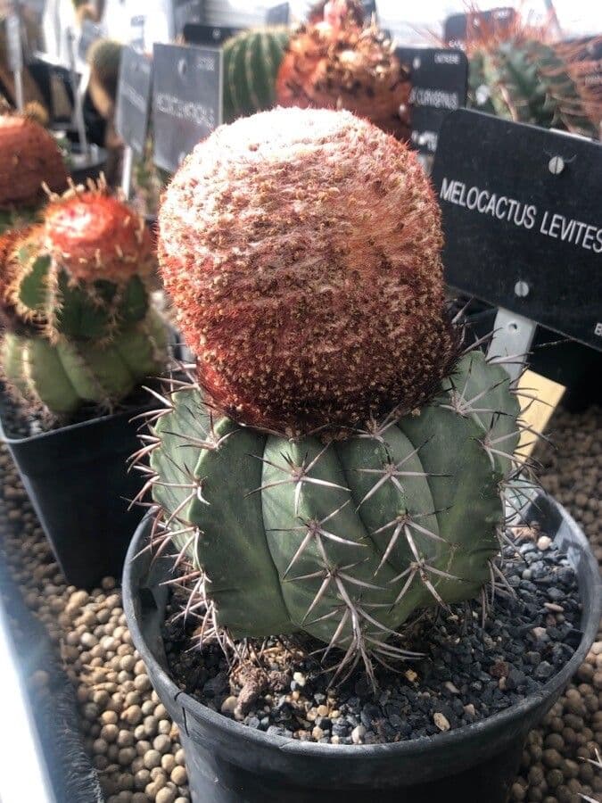 Melocactus 9