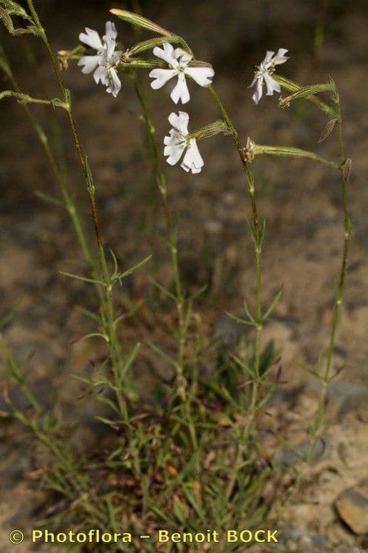Silena 6