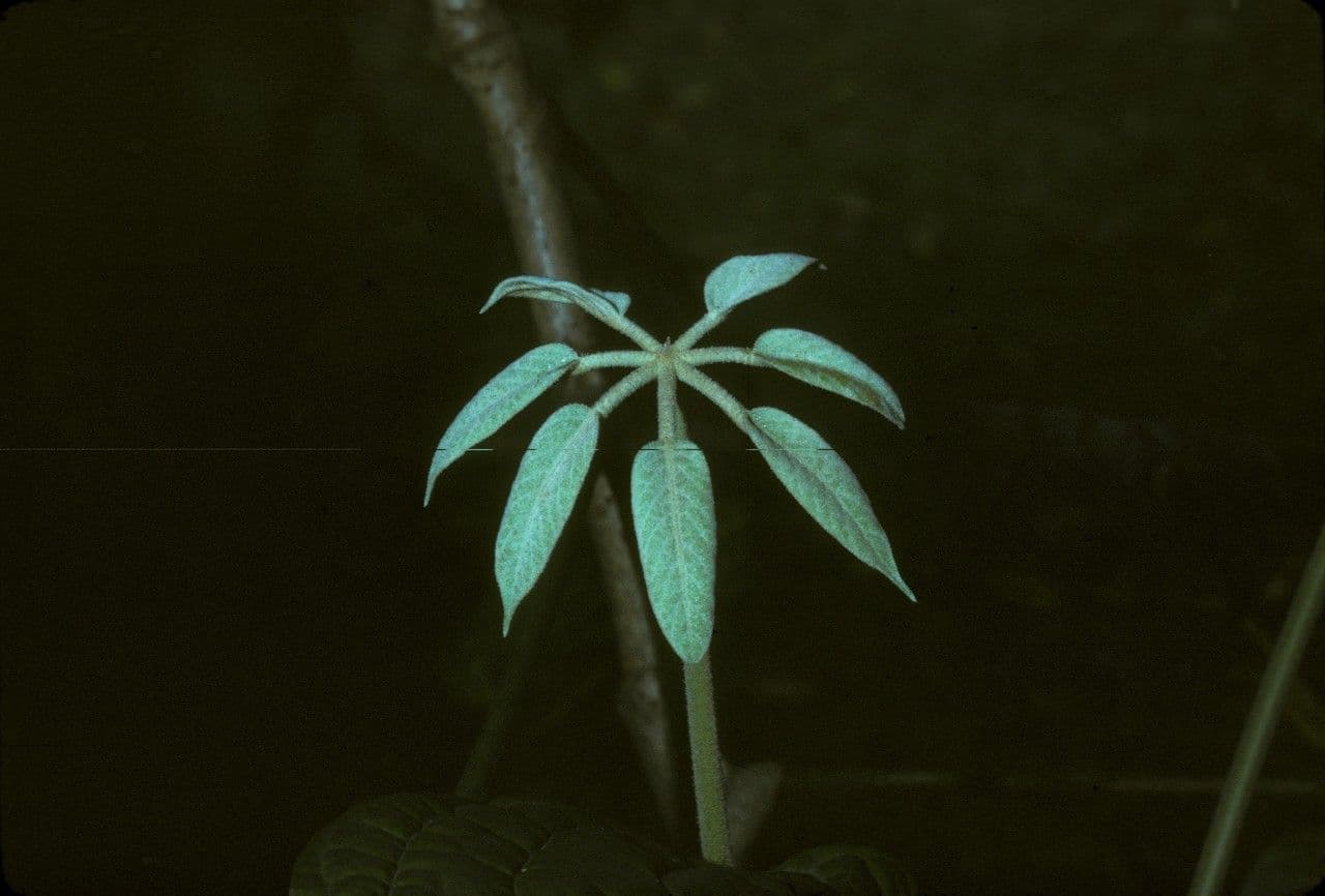 Schefflera 2