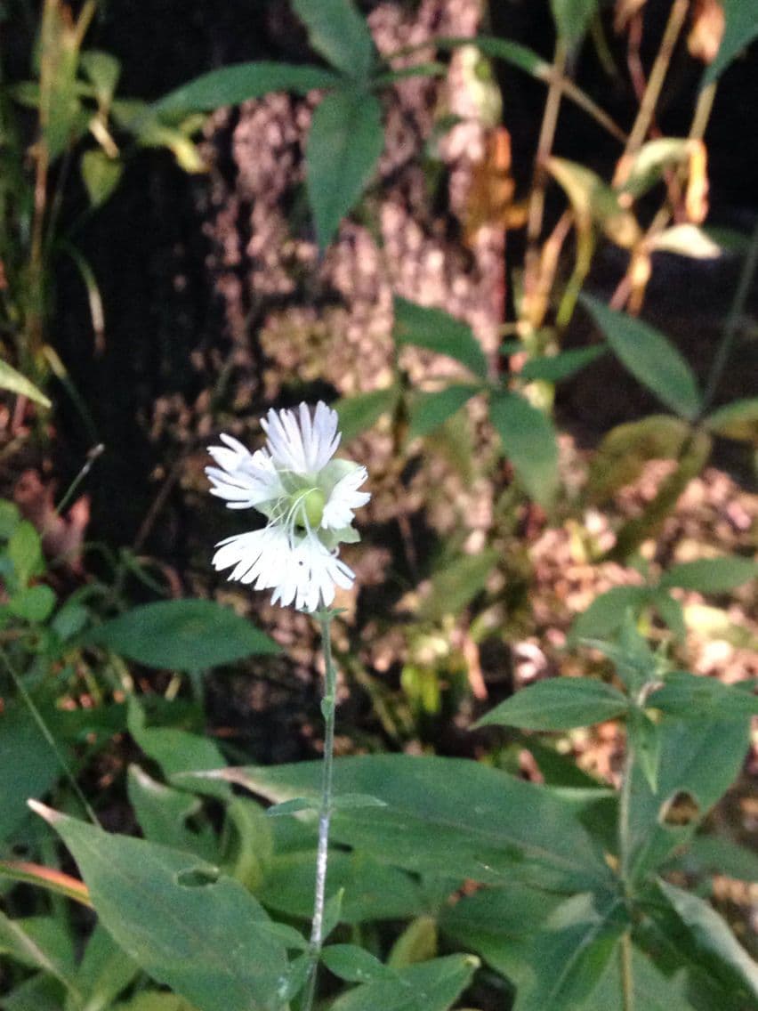 Silene stellata 10