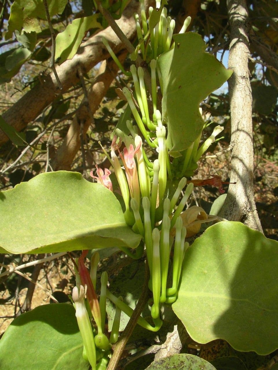 Tapinanthus 5