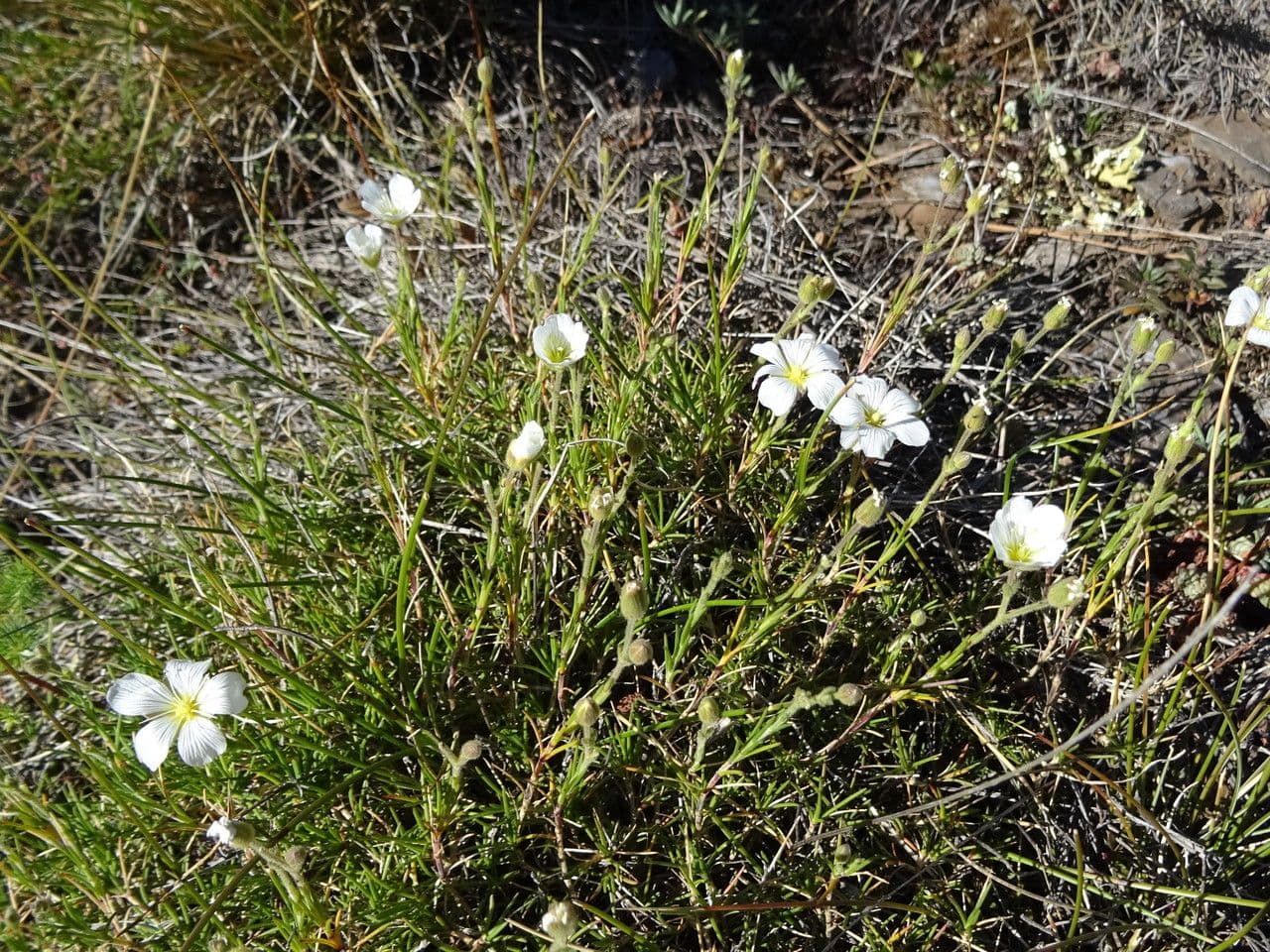 Cherleria capillacea 7