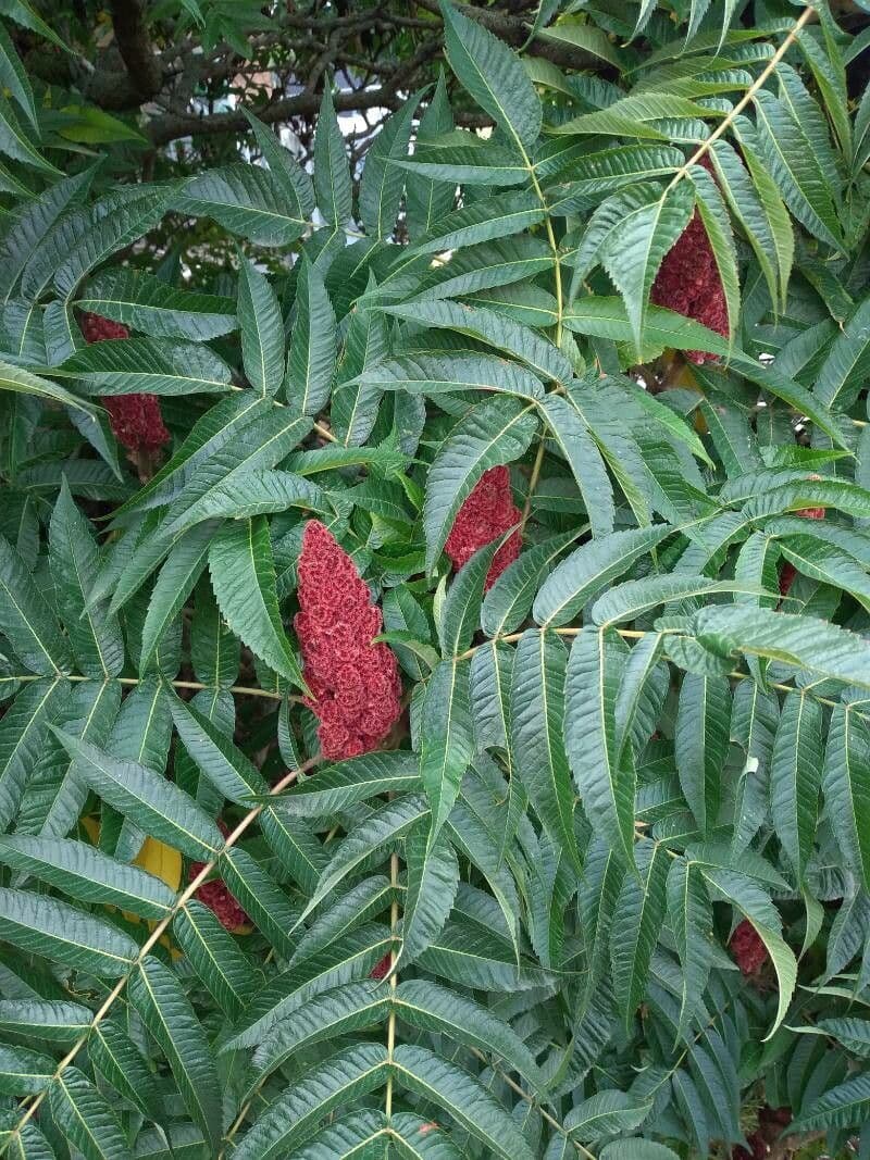 Essigbaum 20