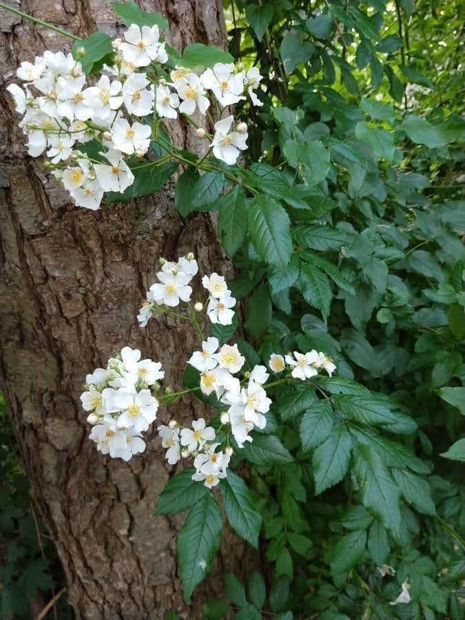 Rosa multiflora 10