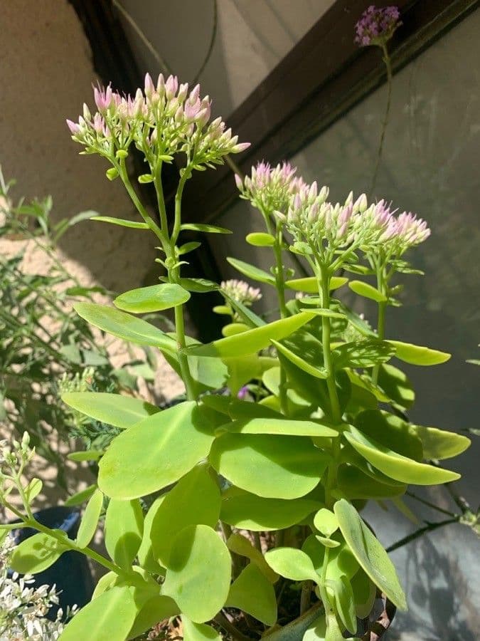 Sedum espectacular 12