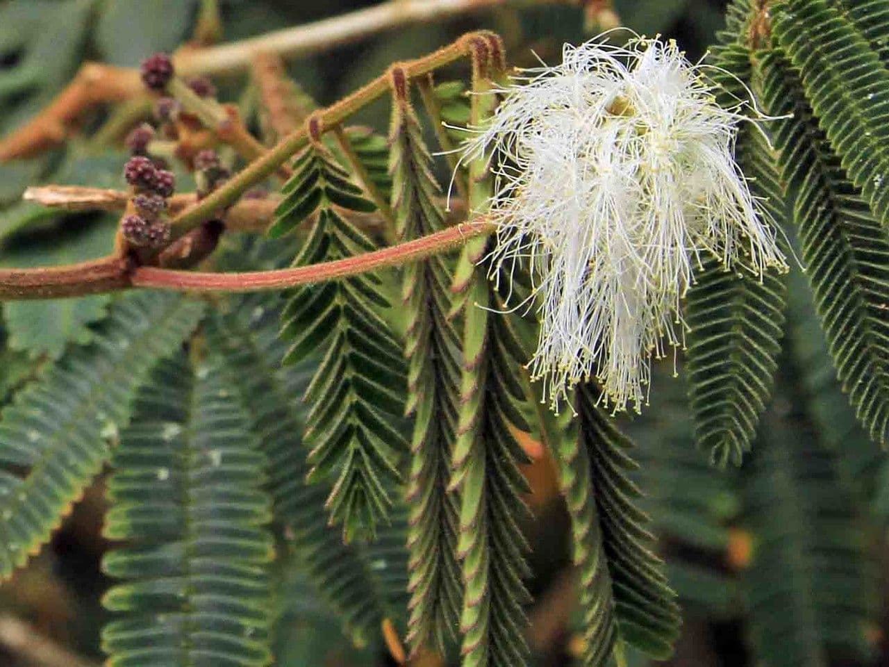 Albizia carbonaria 7