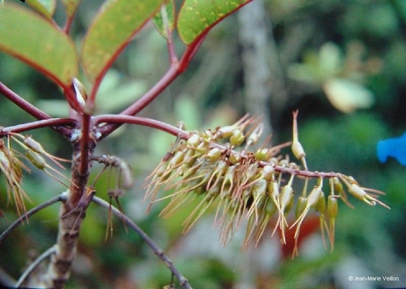 Cunonia
