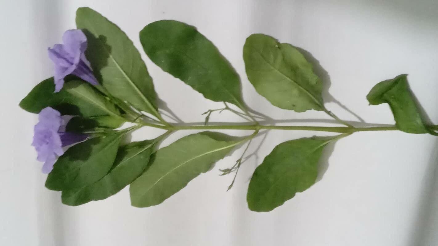 Ruellia tuberoso 24