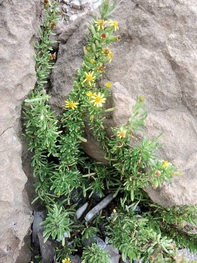 Limbarda crithmoides 26