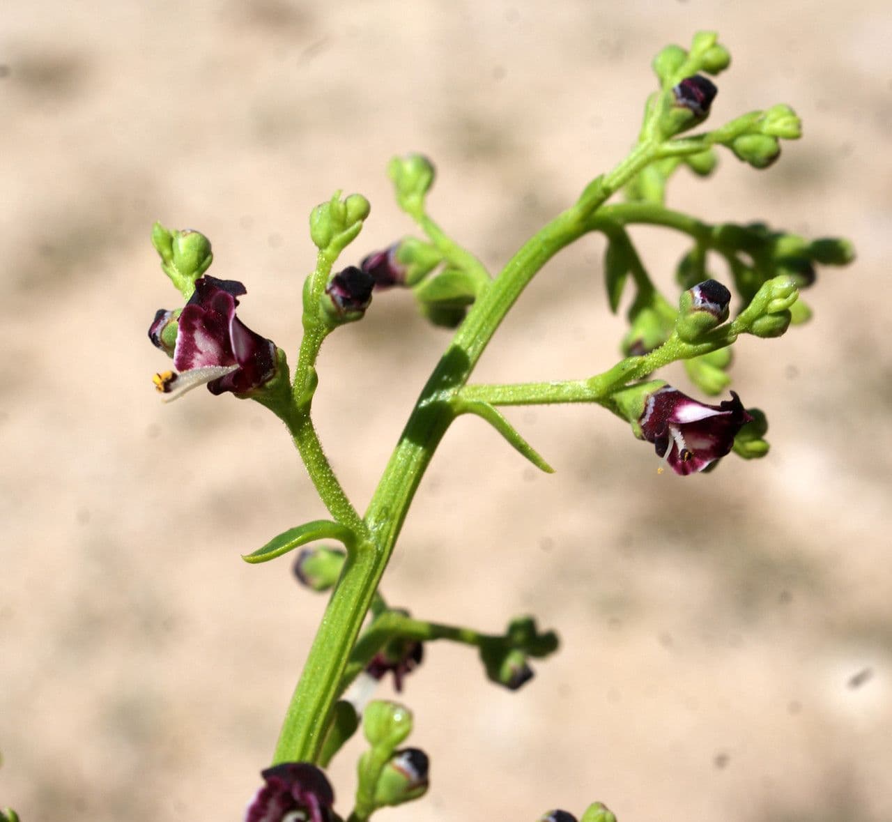 Scrophularia arbustiva 2
