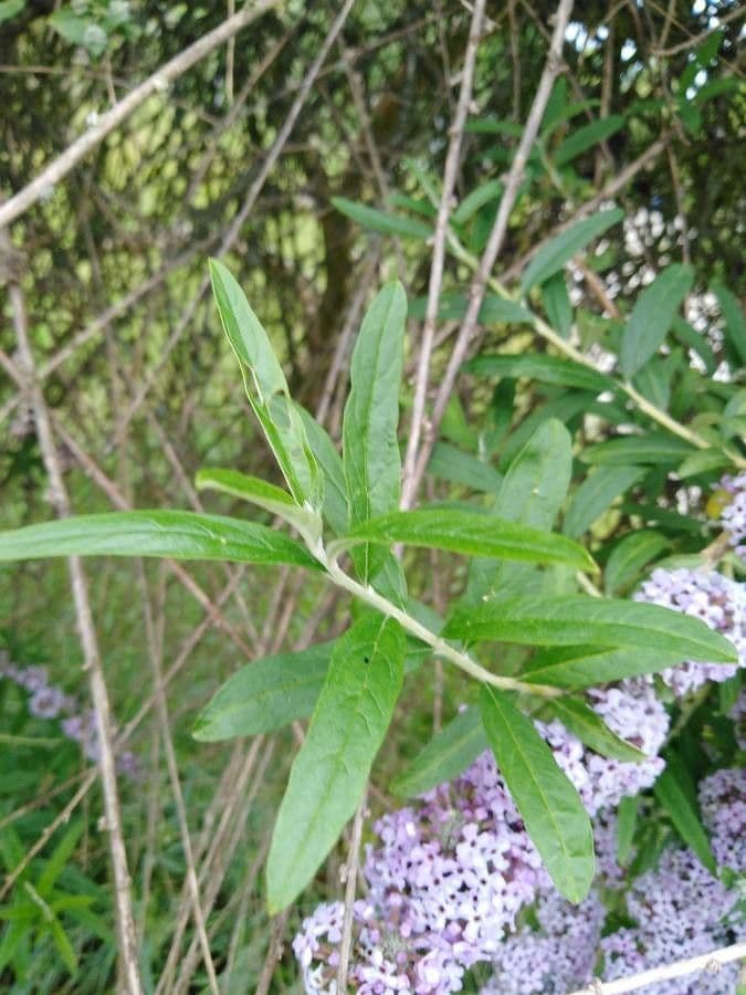 Buddleja 15