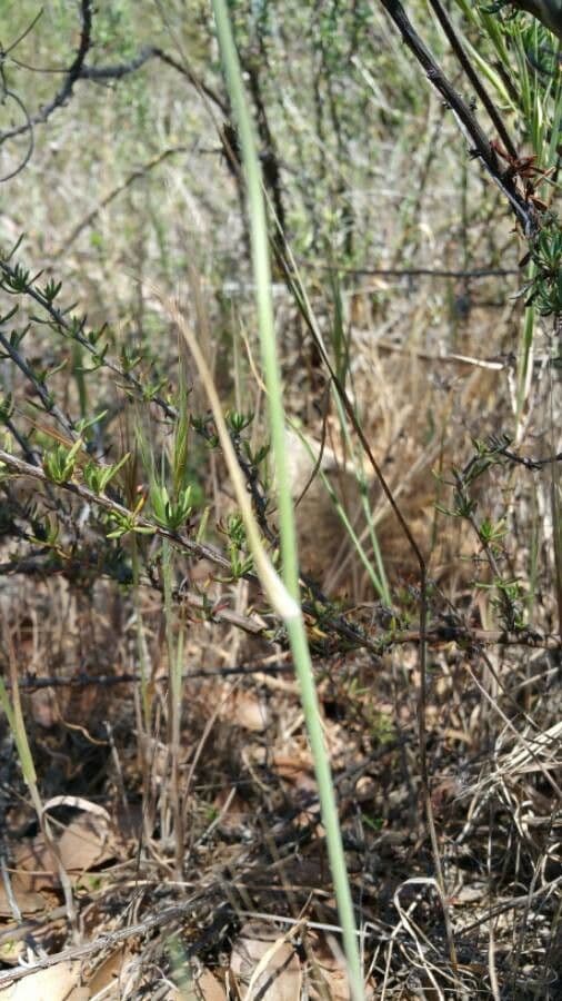 Calochortus splendens 8