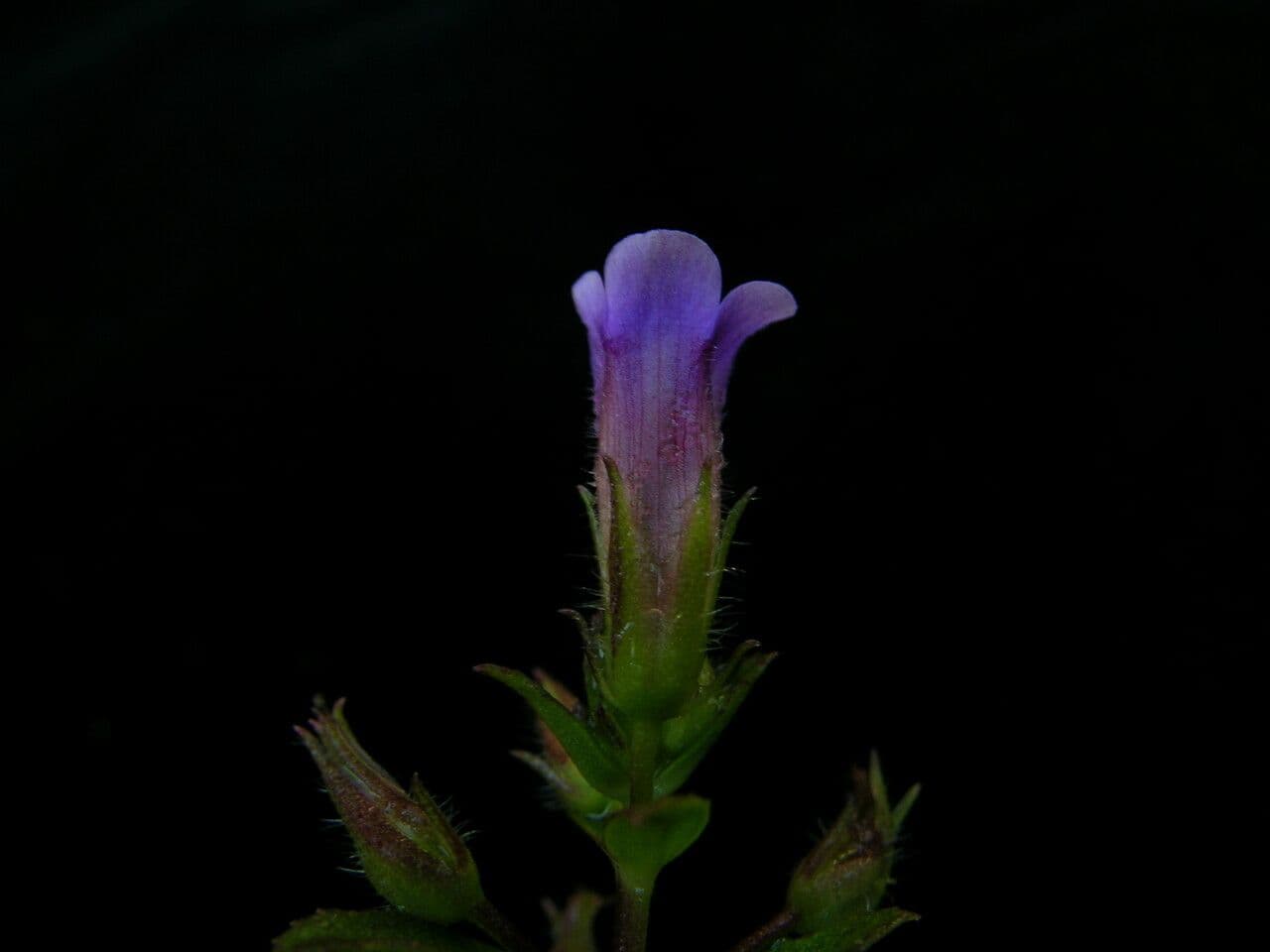 Limnophila