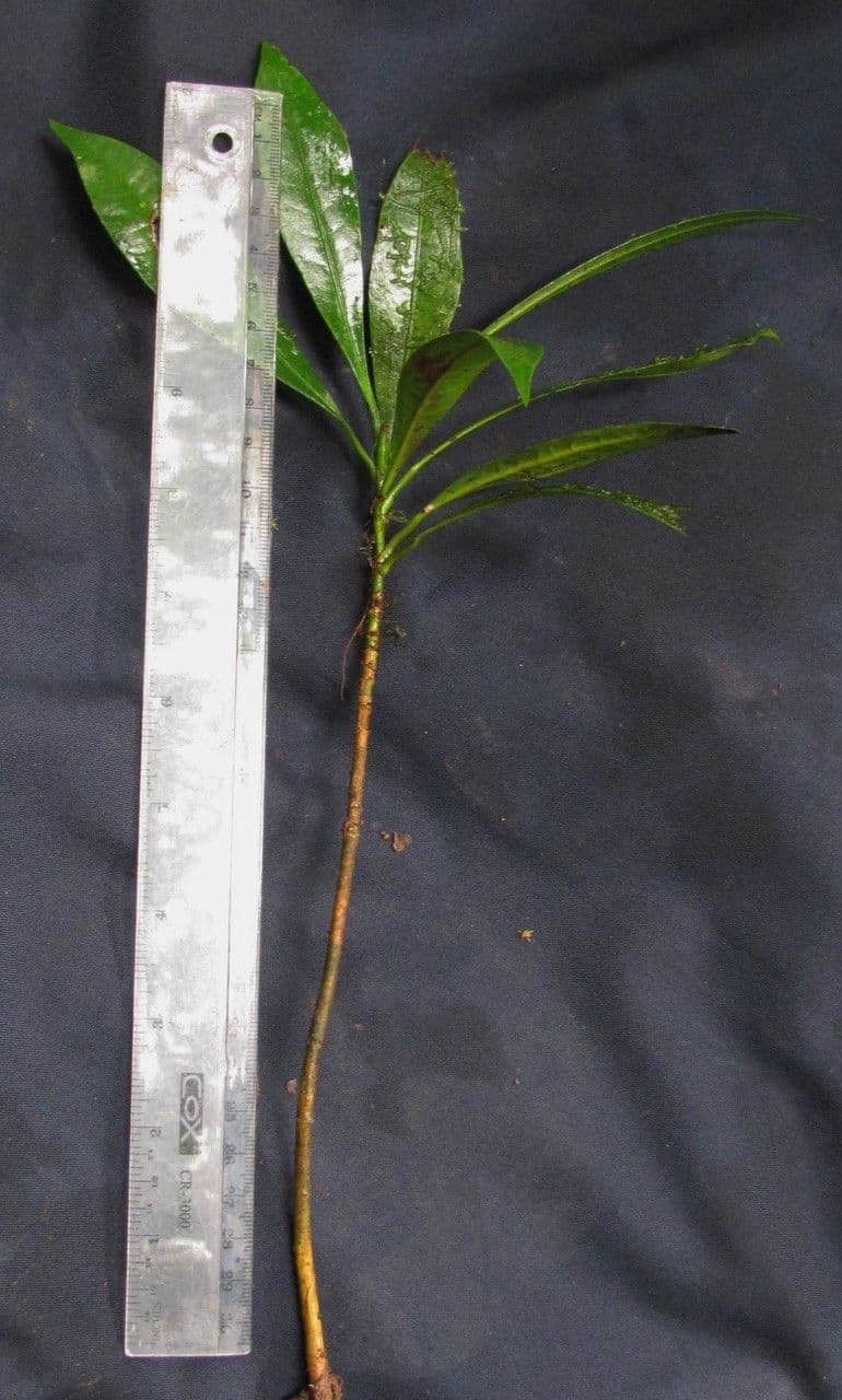 Garcinia 26