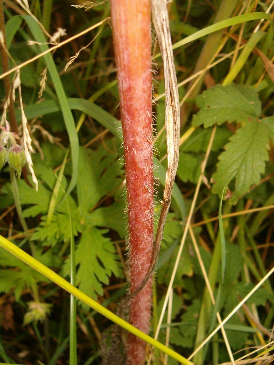 Kerbelrübe 24