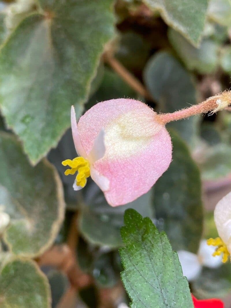 Begonia