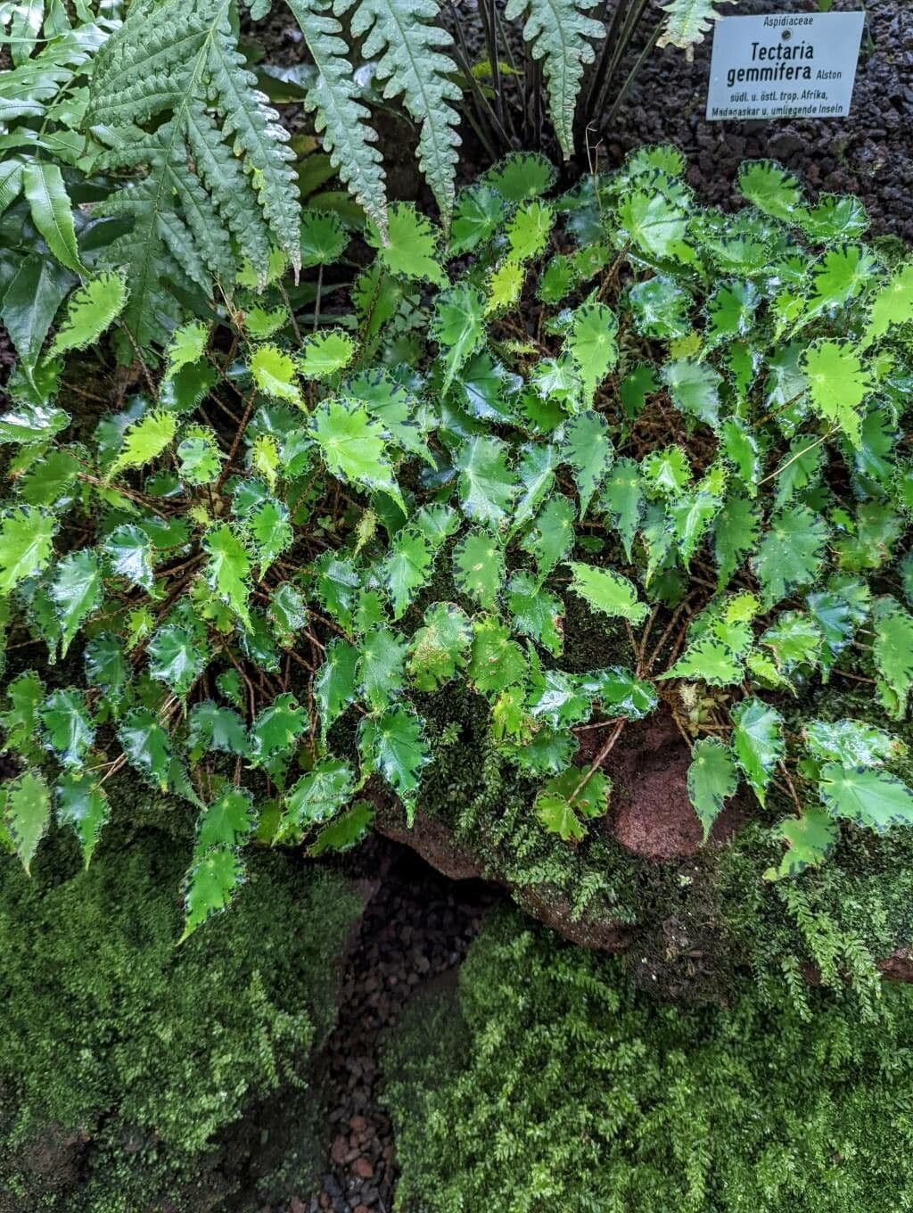 Begonia 6