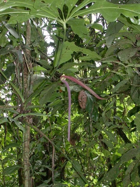 Anthurium 18