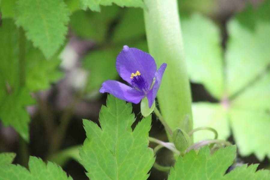 Wanderblume 2