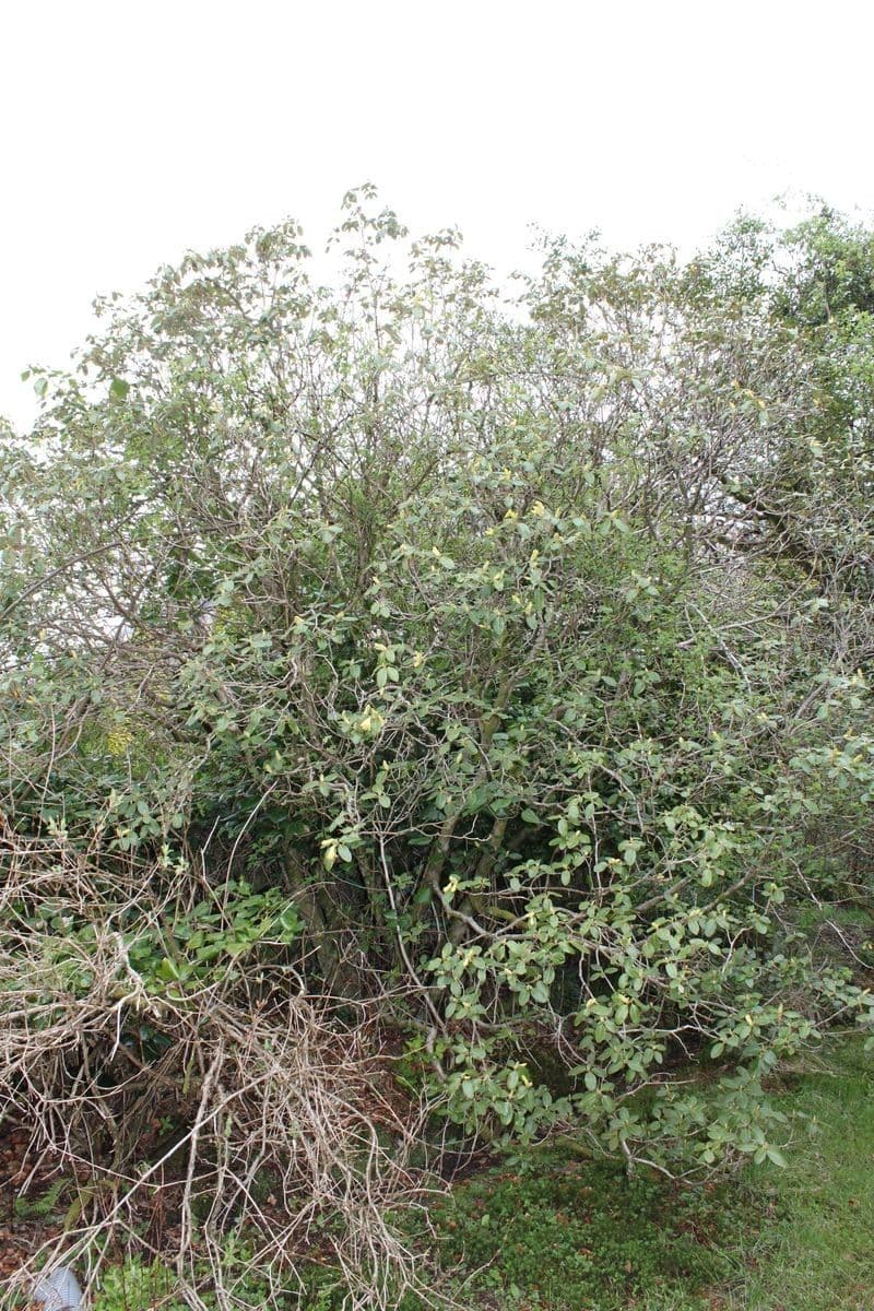 Różanecznik 10