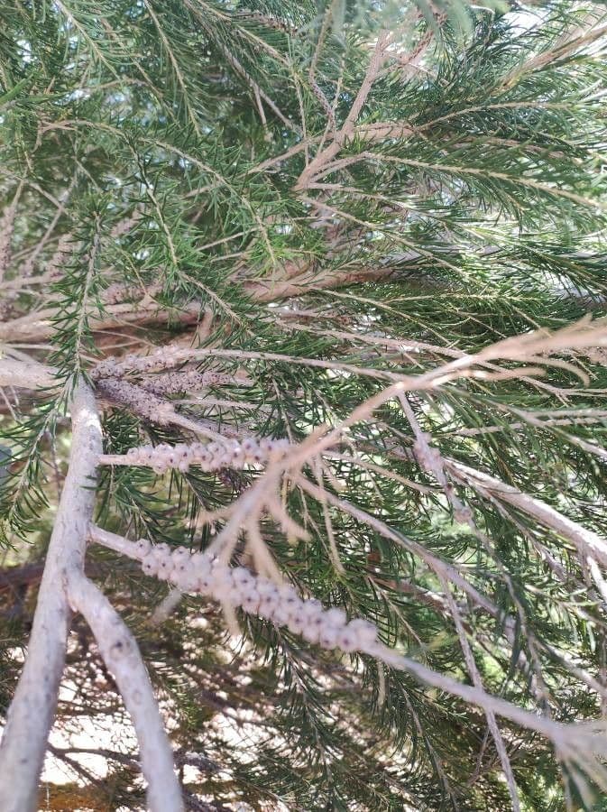 Melaleuca armillaris
