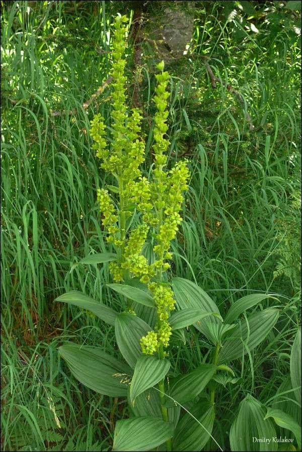 Ciemierzyca Lobela 2