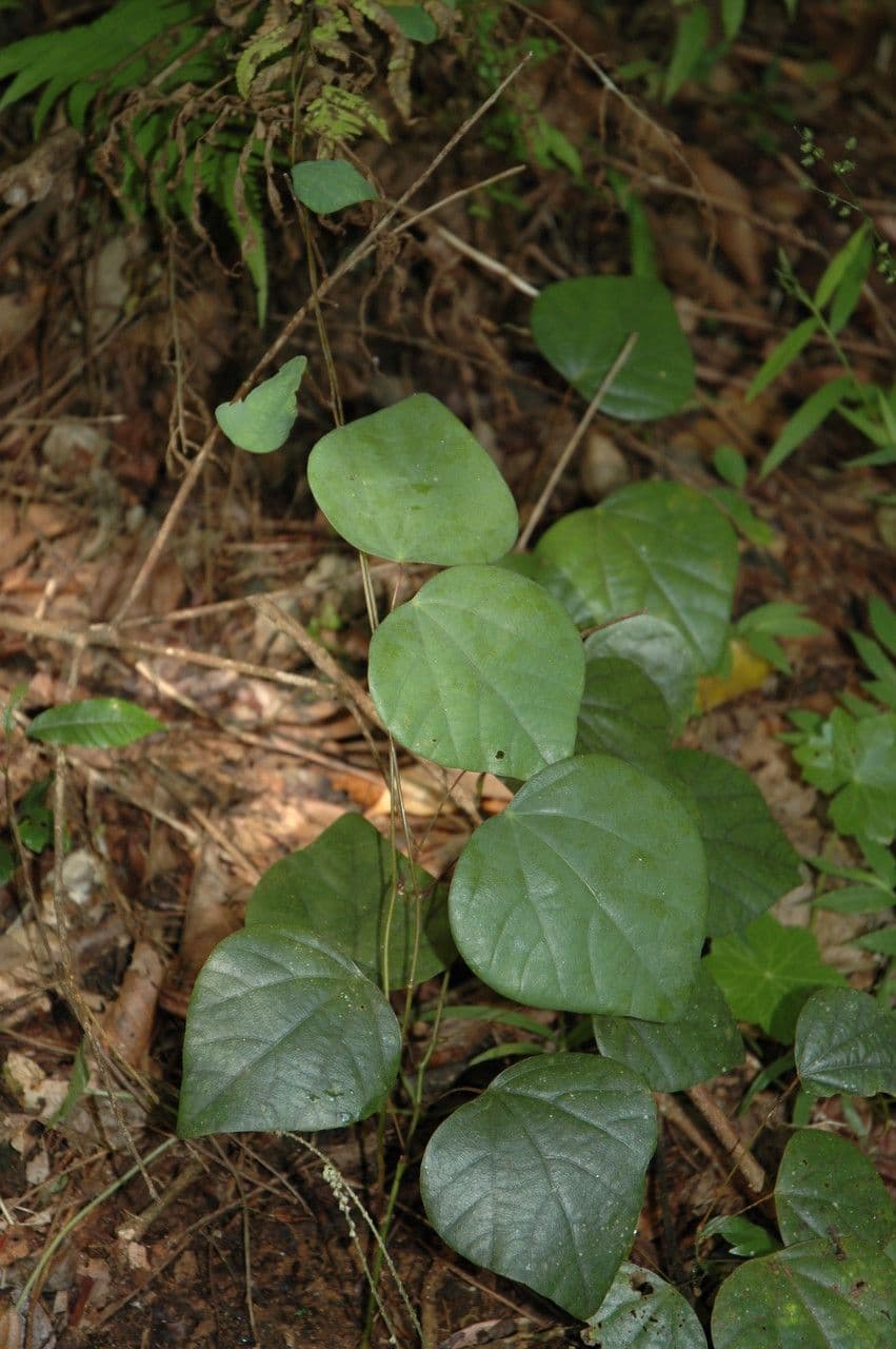 Diploclisia