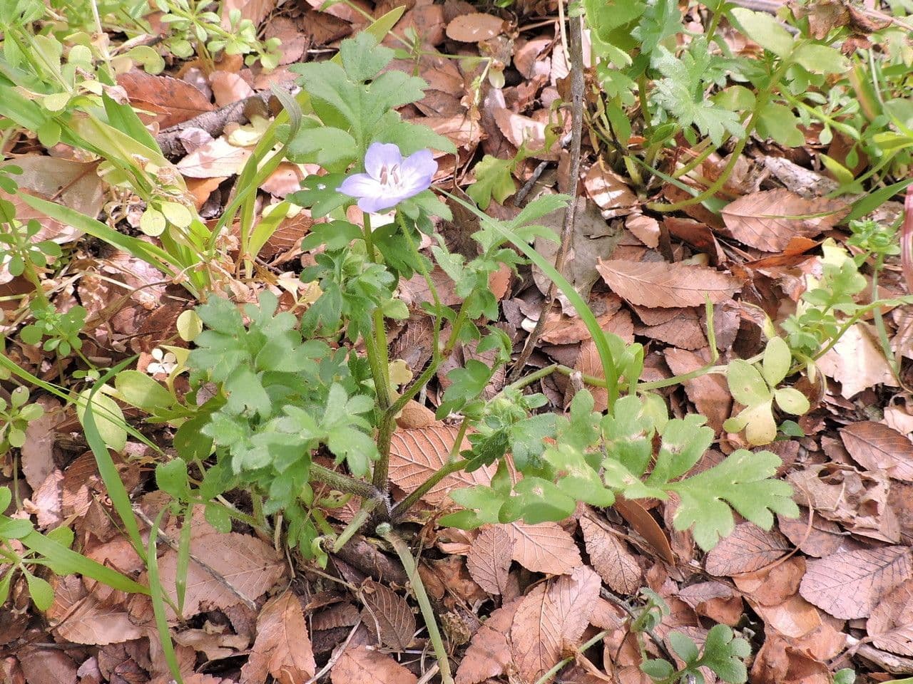 Nemophila 7