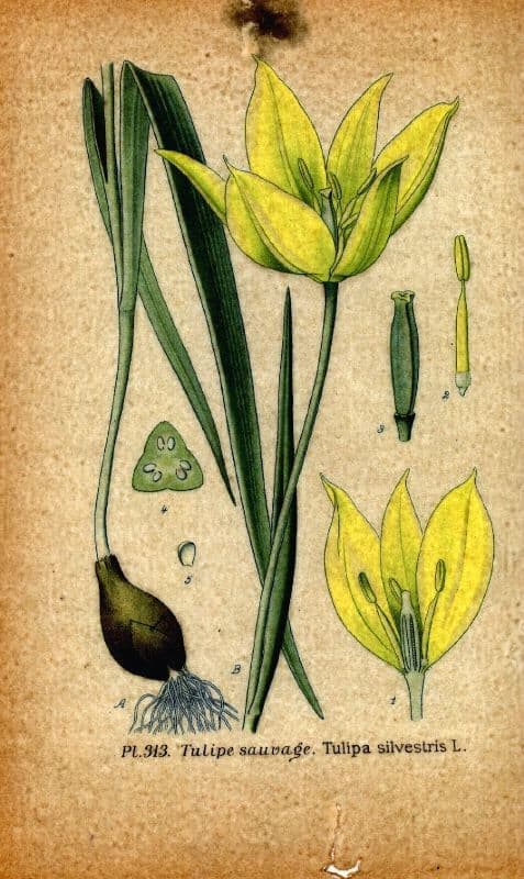 Tulipano selvatico 26