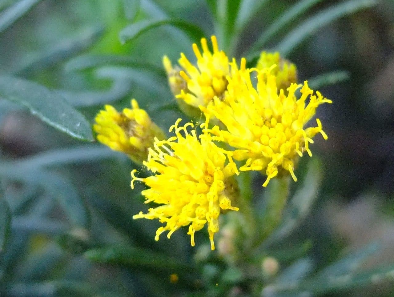 Allagopappus 5