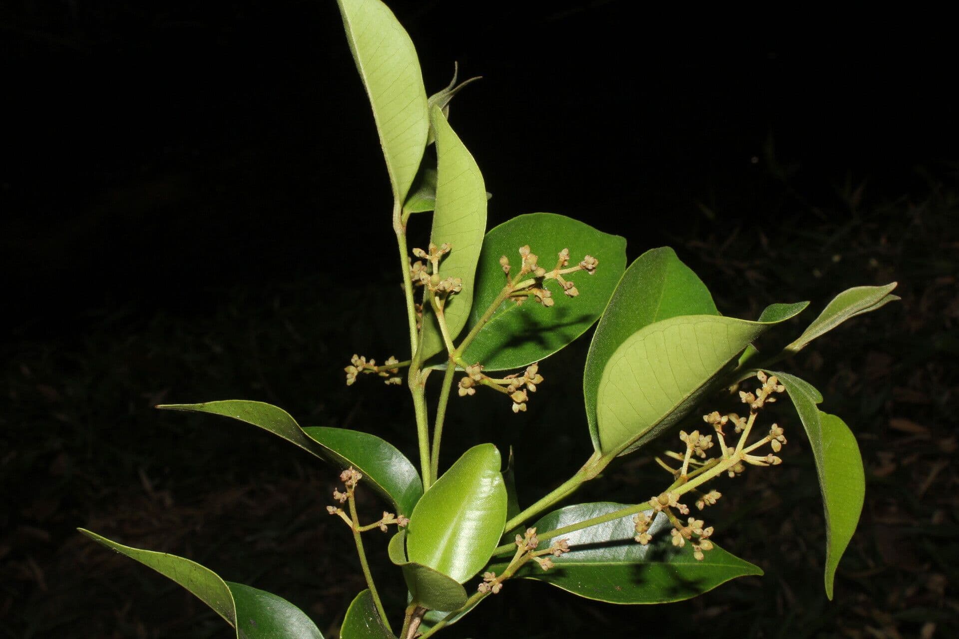 Glänzende Myrcia 12