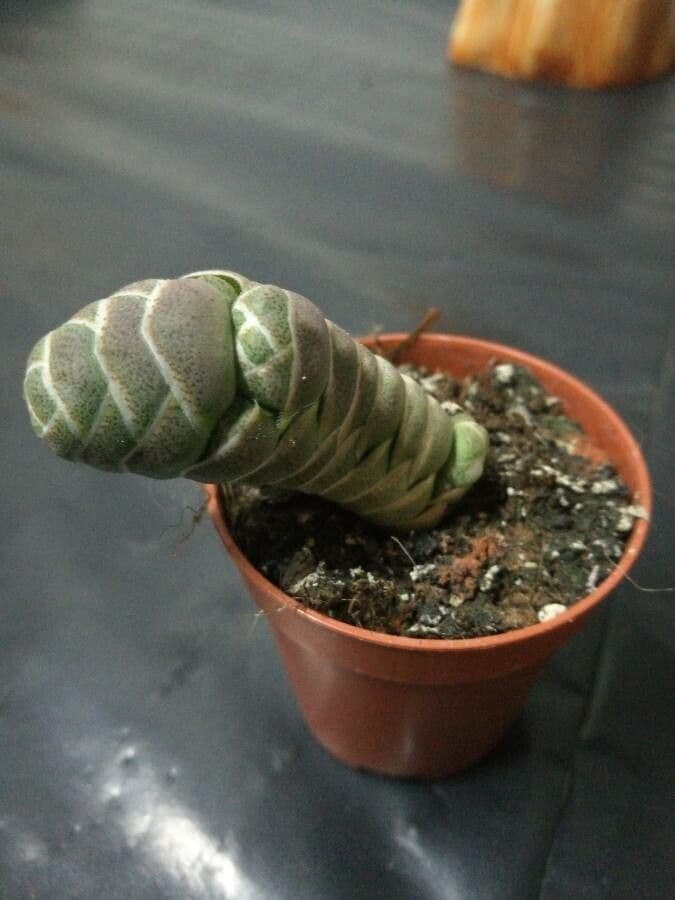 Crassula 9
