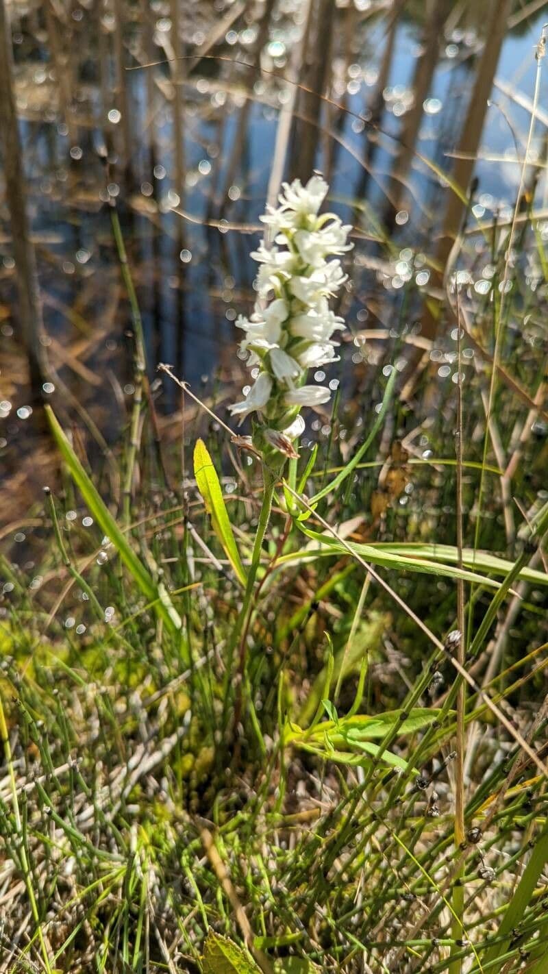 Spiranthes cernua 13