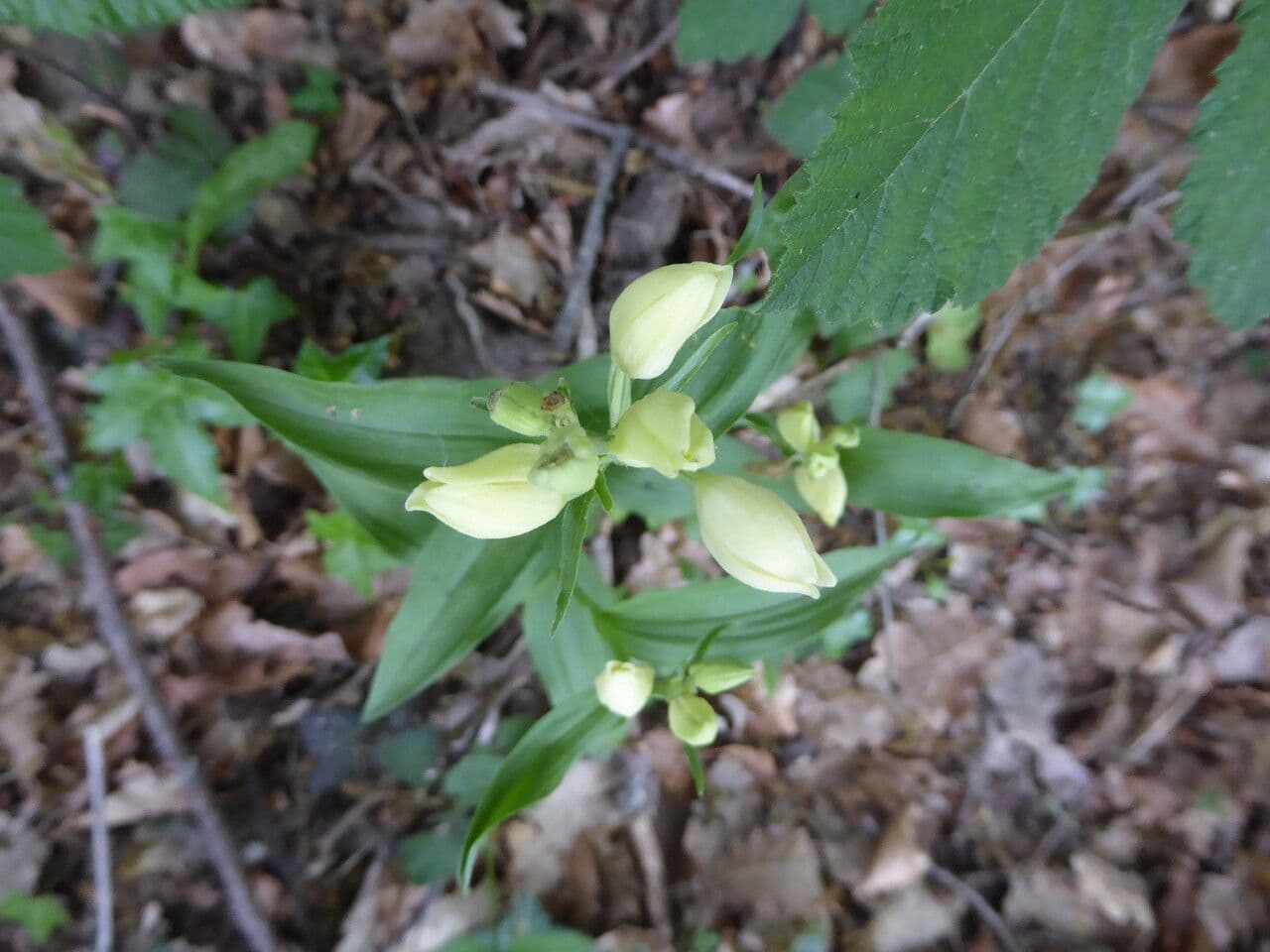 Cefalantera pallida 13