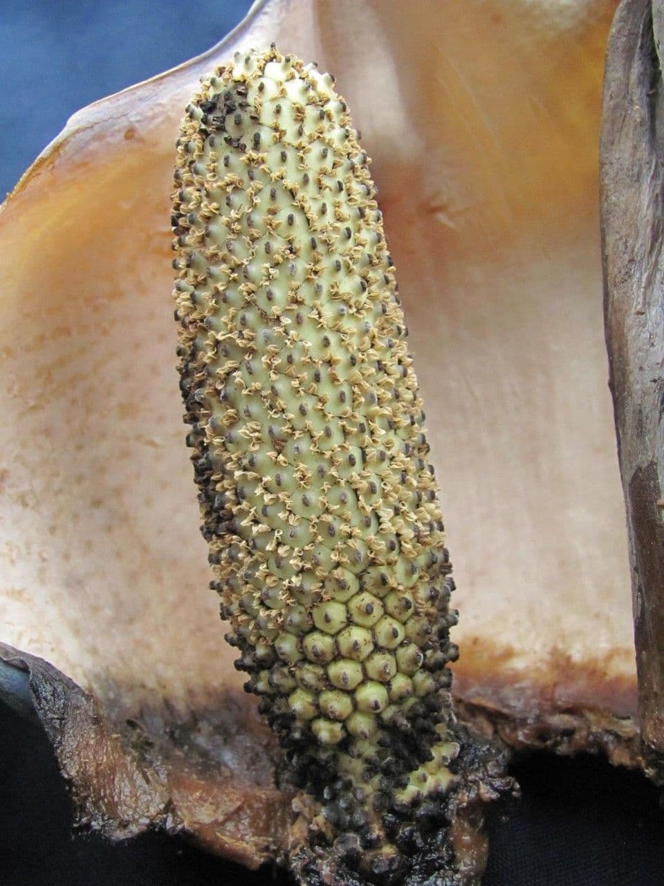 Monstera 4