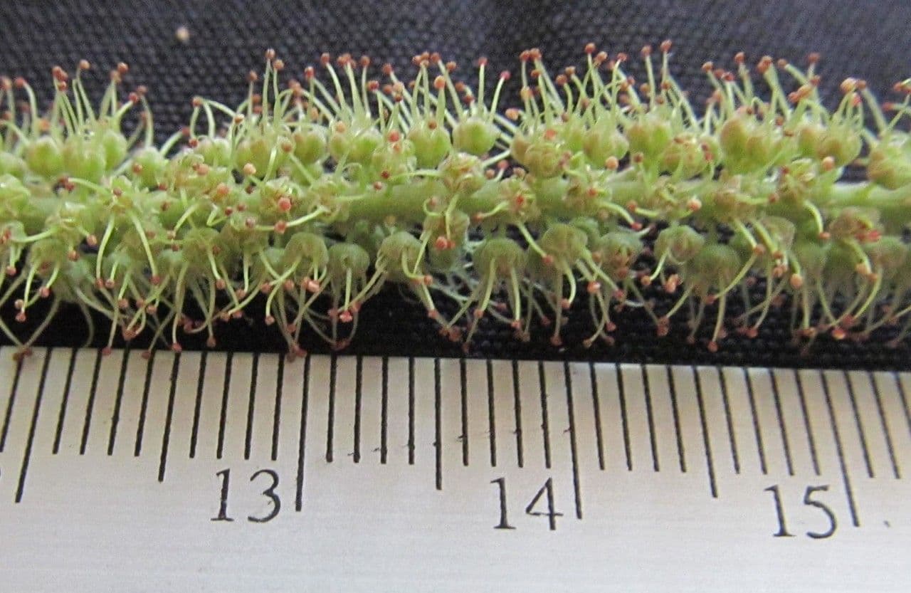Amorphoides Alvaradoa